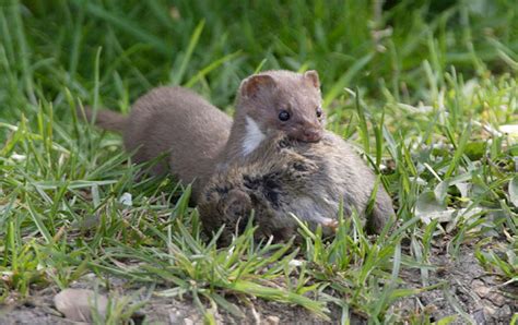 13 Things You Never Knew About Weasels From Taking On Rabbits To