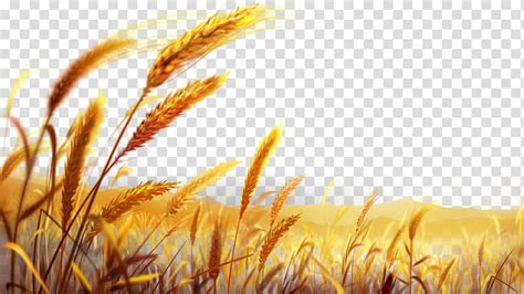 Wheat Feild Clipart 10 Free Cliparts Download Images On Clipground 2022