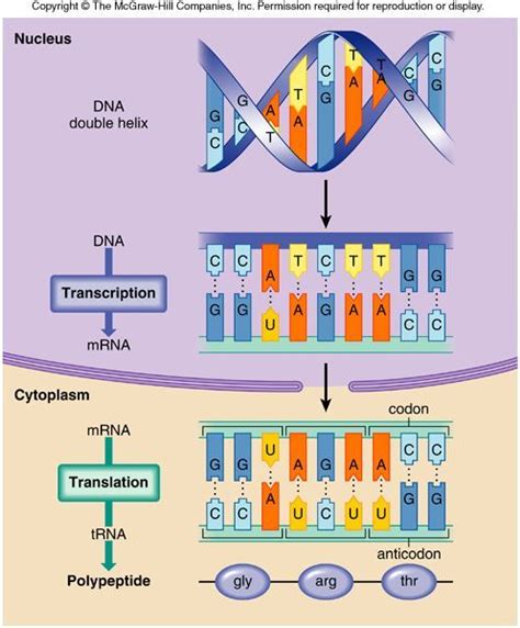 Dna Transcription And Translation Worksheet