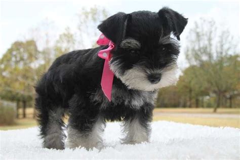 Our toy and teacup schnauzer puppies originate from the best bloodlines out there and our pedigrees are hard to beat. Toy Miniature Schnauzers | Toy, Teacup and Miniature ...