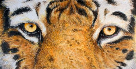 A lighter touch results in a 4. Draw a Tiger with Colored Pencils