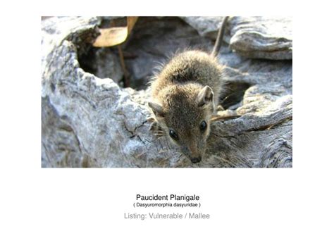 Endangered Species Of The Mallee Ppt Download