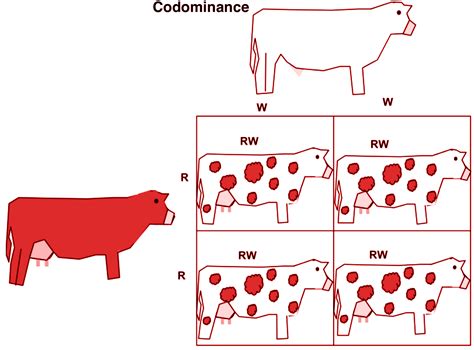 For example, mutant hbs protein predisposes red blood cells to lysis in patients with sickle cell anemia. Codomiance In Genetics Refers To: - Image result for ...