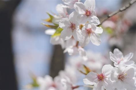 Premium Photo Sakura Cherry Blossoms In Full Bloom Kurume City