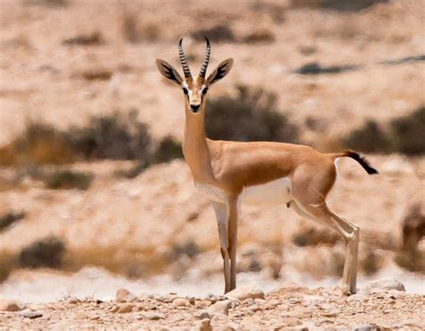 13 Endangered Animals Native To Egypt Animales Del Desierto Animales