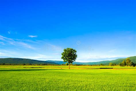 Lone Tree In The Rice Field Stock Image Image Of Tropical Beautiful