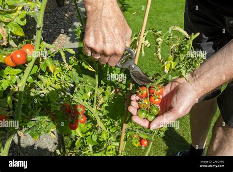 Hands Cutting Tomato Plants Hi Res Stock Photography And Images Alamy