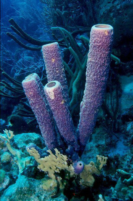 Sponge Tube Coral Colour Shape Sea Sponge Sea And