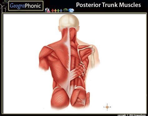 It is not a single muscle, but a group of muscles. Posterior Trunk Muscles - PurposeGames