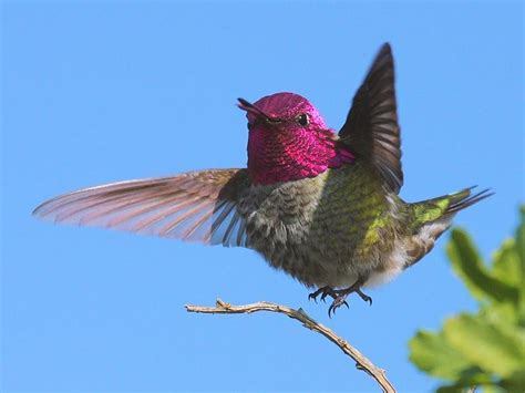 One of the most popular tattoo ideas for women, a hummingbird represents a variety meaning. Anna's Hummingbird in flight | BirdNote