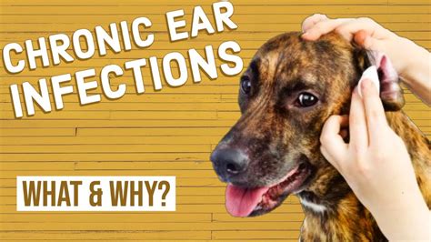Chronic Ear Infections In Dogs Youtube