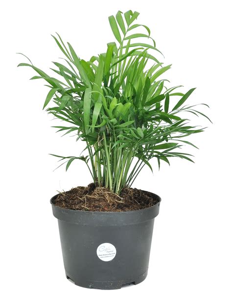 Costa Farms Live Indoor 14in Tall Green Parlor Palm Tree Indirect Sunlight In 6in Pot Grower