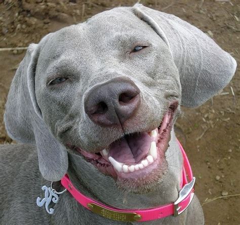 Rankmaniac 2012 Cute Dogs Smiling