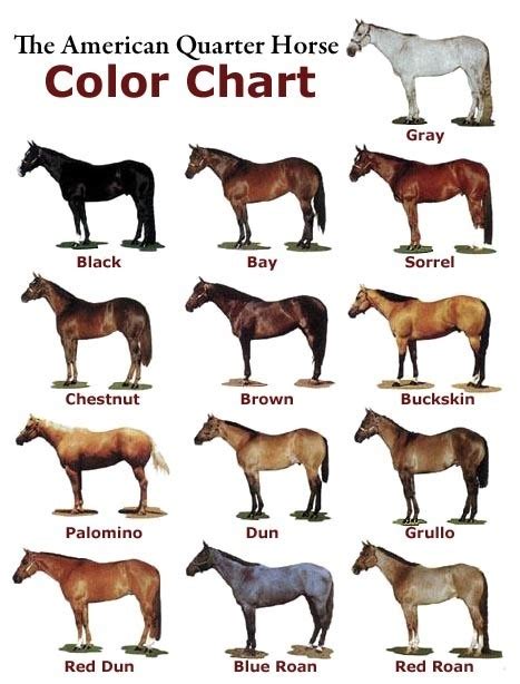 Quarter Horse Color Chart Horse Color Chart American Quarter Horse