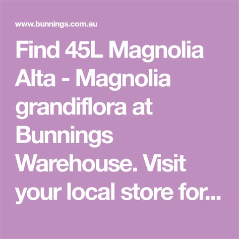 A very commonly cultivated evergreen tree in kashmir, with ok, got it. 45L Magnolia Alta - Magnolia grandiflora | Magnolia