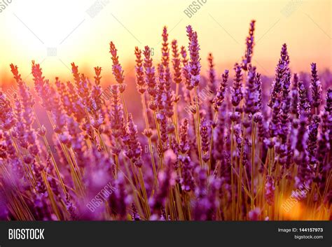 Blooming Lavender Image And Photo Free Trial Bigstock