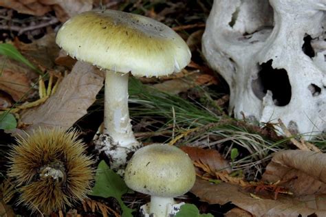 Highly Poisonous Death Cap Mushroom Discovered In Comox Saanich News