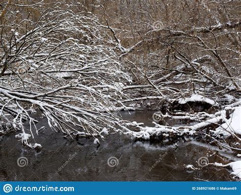 Snowy Winter Flow Of Water Rivers On The Banks Ice Tree Branches In The