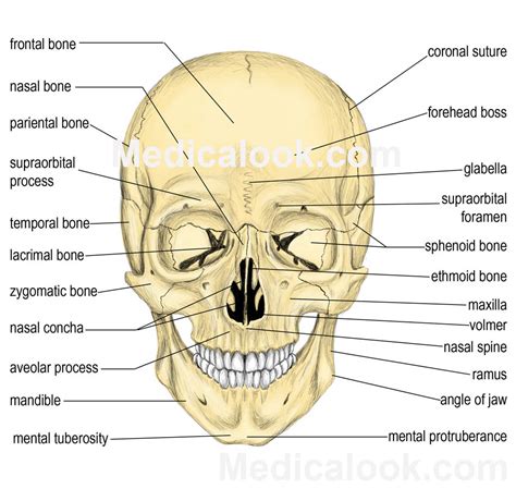 Facial Bones Human Anatomy Organs