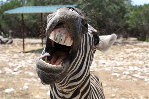 Fun Facts About Animal Teeth - Pediatric Dentistry of Suffolk County