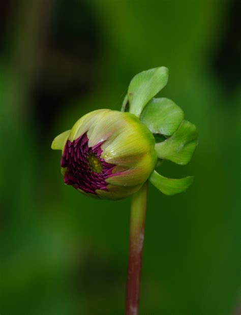 Dahlia Bud Pentax User Photo Gallery