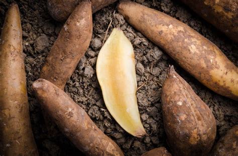 Yacon Tubers Easily Grown But Loaded With Positive Benefits