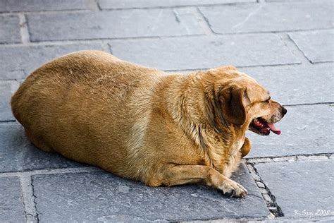 Share the best gifs now >>>. Fattest Dog in the World: Very Fat Dog