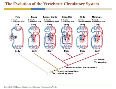 Ppt Closed And Open Circulatory Systems Powerpoint Presentation Free