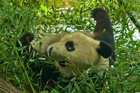 Giant Panda Bear In Bamboo Forest At Schoenbrunn Park Zoo In Vienna
