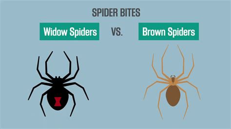 How To Treat A Black Widow Spider Bite Spider Bite First Aid Chart