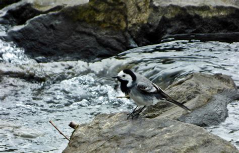 In der bachstelze und im hotel böhlerstern ist immer was los. Bachstelze in der Wupper Foto & Bild | natur, tiere, vögel ...