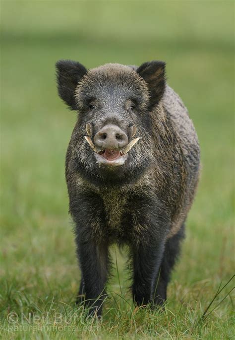 95 Best Images About Wild Boar Prase Divoké On Pinterest Wild Boar