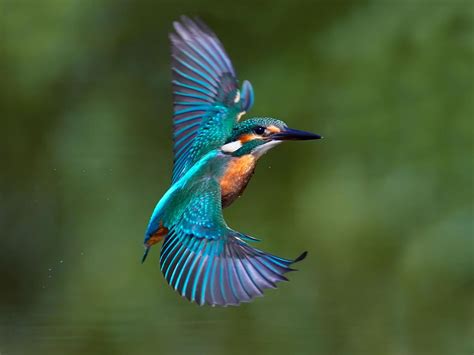 Kingfisher Bird Facts Alcedo Atthis Birdfact