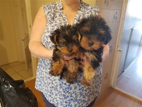 Teacup yorkie puppies with a 10 year guarantee! Most Adorable Yorkshire Terrier puppies - South Brunswick, NJ Patch