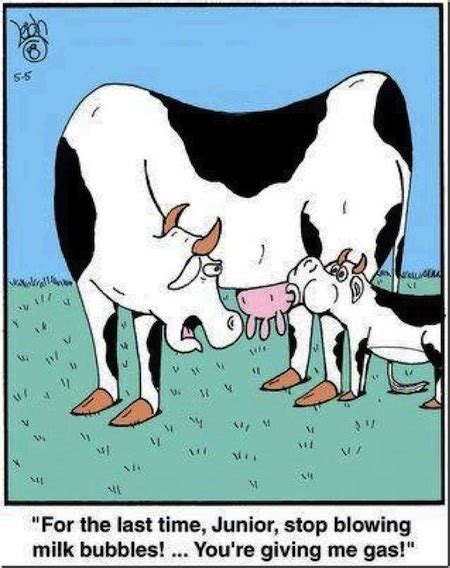 71 best cow cartoons images on pinterest cow cows and sheep