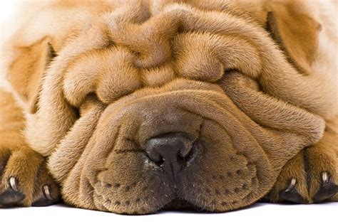Dogs With Wrinkled Faces Cuteness