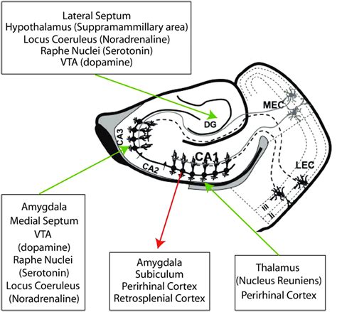 8 Intrinsic And Extrinsic Connections Of The Hippocampal Formation