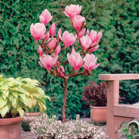 Magnolia Standard Patio Plants Van Meuwen Container Gardening