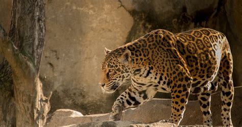 Jaguar Predator Animal 4k Ultra Hd Wallpaper High