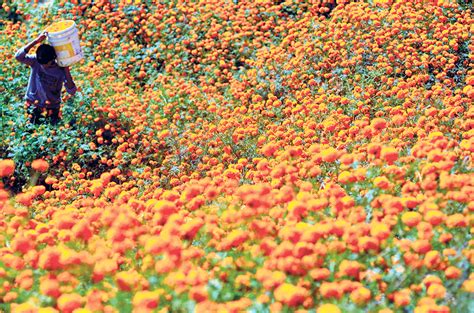 88 Flowers For Tihar To Be Sourced From Domestic Production