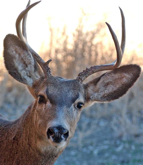 Study Cautions Against Energy Industrys Effects On Mule Deer Wyofile