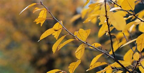 Autumn Leaves Rustling In The Wind 18 Stock Footage Videohive