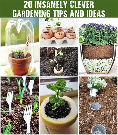 20 Insanely Clever Gardening Tips And Ideas Shtf Prepping