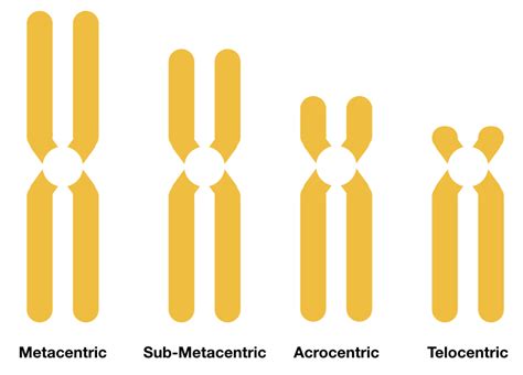 Labeled Chromosome KaryotypingHub