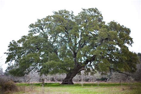State Redesigns Road To Save Ancient Oak Trees Houston Chronicle