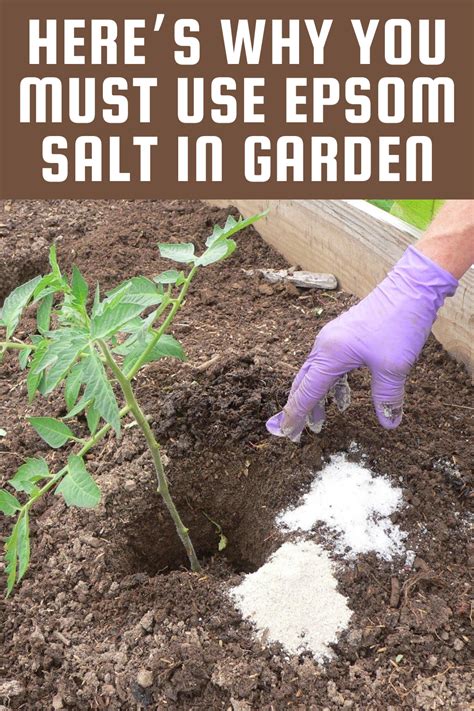 Epsom Salt In My Garden Garden Racks