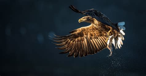 Eagle K Wallpapers Wallpaper Cave