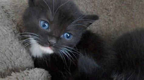 Black Kittens With Blue Eyes 4 Weeks Old Youtube