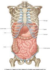 They provide protection and support for the vital organs, like the heart, brain. Anatomy Exam 5: Overview of Digestive System Flashcards - Cram.com