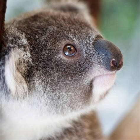 Koala On Instagram “lovely Baby 😍🍃🐨 Lovablekoala 🌿like And Share With